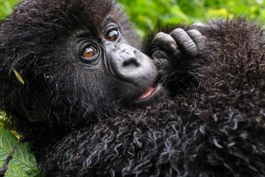 Netflix新片 電影 媒體採購 廣編稿 廣告合作 異業合作 互惠 大衛艾登堡 大猩猩的故事 A Gorilla Story: Told by David Attenborough  大衛艾登堡 David Attenborough  2026 紀錄片   詹姆斯里德 James Reed  艾雷斯泰法瑟吉爾 Alastair Fothergill  帕布洛大猩猩 盧安達 紀錄片