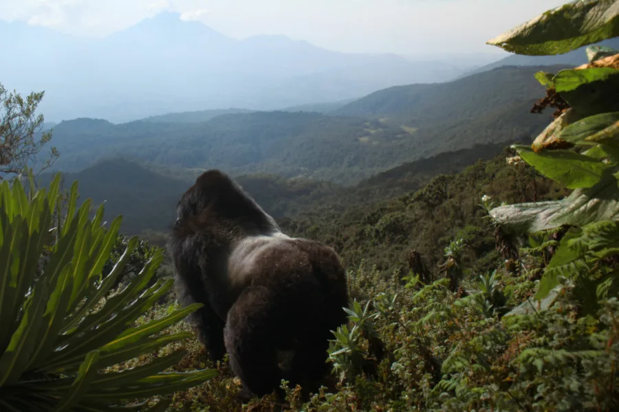 Netflix新片 電影 媒體採購 廣編稿 廣告合作 異業合作 互惠 大衛艾登堡 大猩猩的故事 A Gorilla Story: Told by David Attenborough  大衛艾登堡 David Attenborough  2026 紀錄片   詹姆斯里德 James Reed  艾雷斯泰法瑟吉爾 Alastair Fothergill  帕布洛大猩猩 盧安達 紀錄片