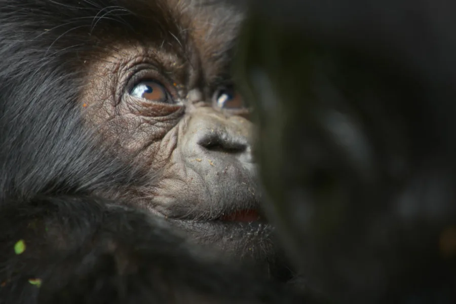 Netflix新片 電影 媒體採購 廣編稿 廣告合作 異業合作 互惠 大衛艾登堡 大猩猩的故事 A Gorilla Story: Told by David Attenborough  大衛艾登堡 David Attenborough  2026 紀錄片   詹姆斯里德 James Reed  艾雷斯泰法瑟吉爾 Alastair Fothergill  帕布洛大猩猩 盧安達 紀錄片