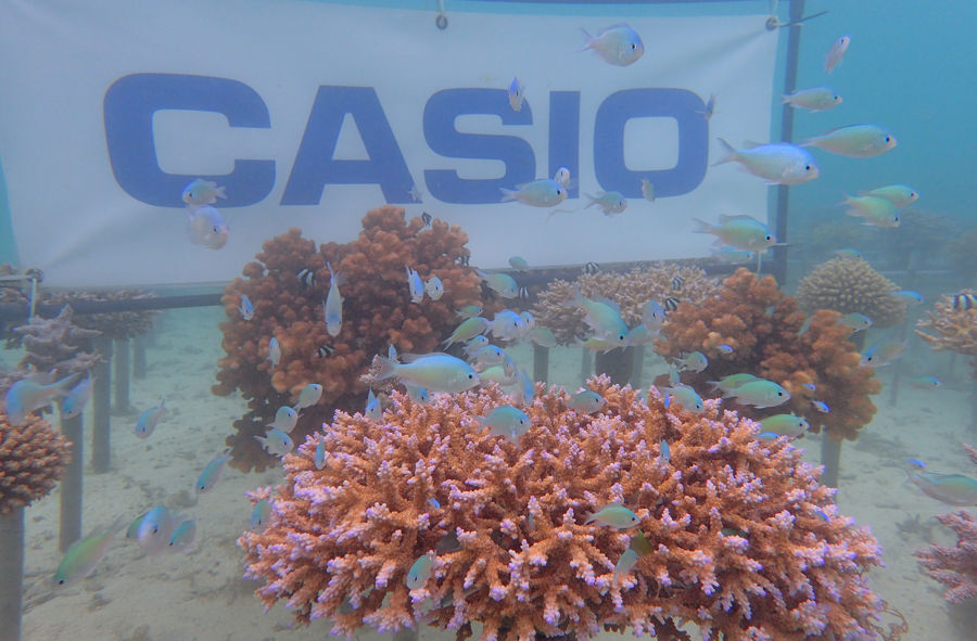 CASIO於沖繩石垣島附近海域培育的珊瑚田