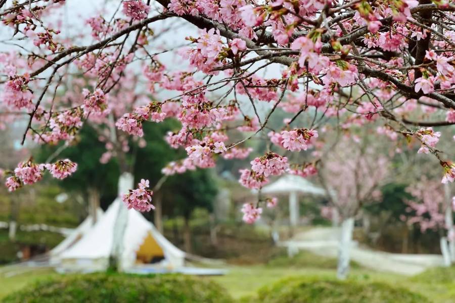 愛上喜翁豪華露營區不僅讓人彷彿置身雲中秘境，園區更種有上萬棵櫻花樹