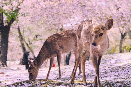 旅客可參與Klook一日遊前往奈良公園在櫻花紛飛的美景下與可愛小鹿近距離互動