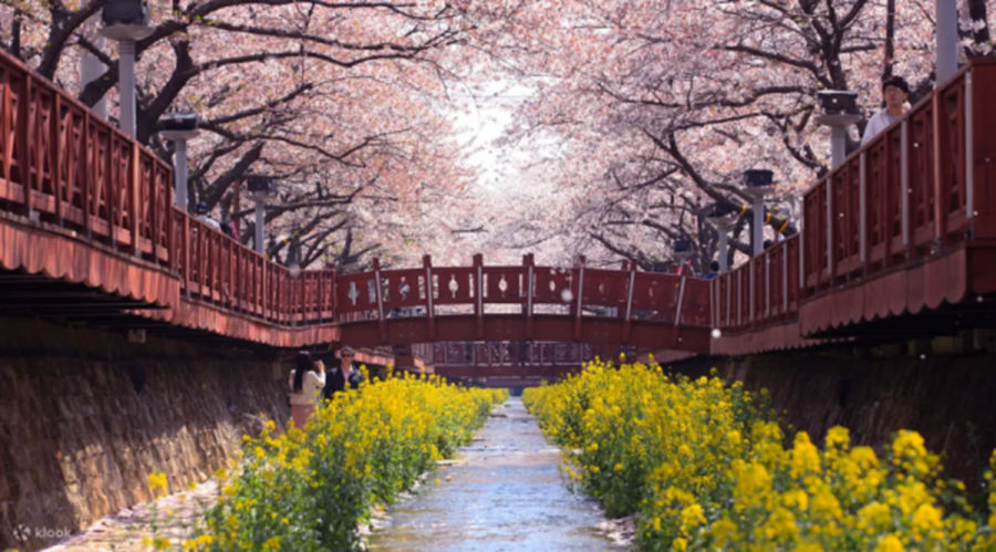 春季正值賞櫻熱潮，旅客可趁連假期間朝聖韓國的櫻花慶典「鎮海軍港節」