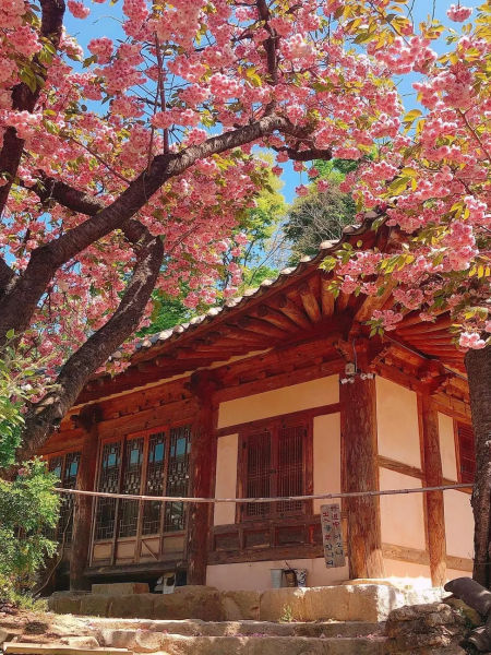 來到韓國最大的傳統韓屋村「全州韓屋村」，徜徉於數不盡的浪漫櫻花下