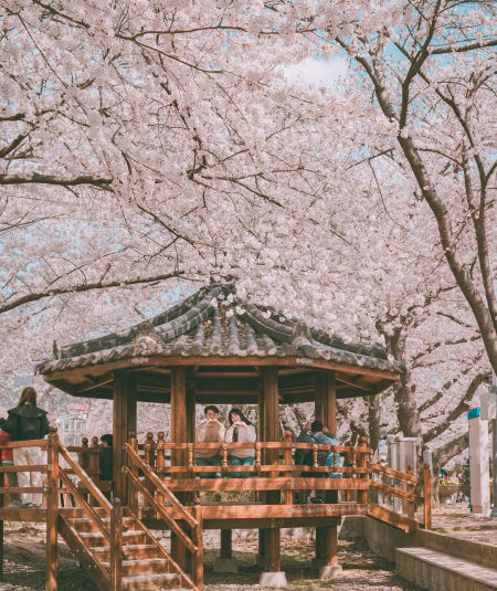 旅客不僅可盡情投入韓國最具代表性的櫻花盛典，還可漫步粉白櫻花隧道間，浪漫無比