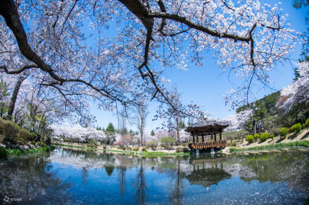 參加慶州櫻花節一日遊，來到「普門旅遊園區」觀賞如雪花般落下的櫻花雪
