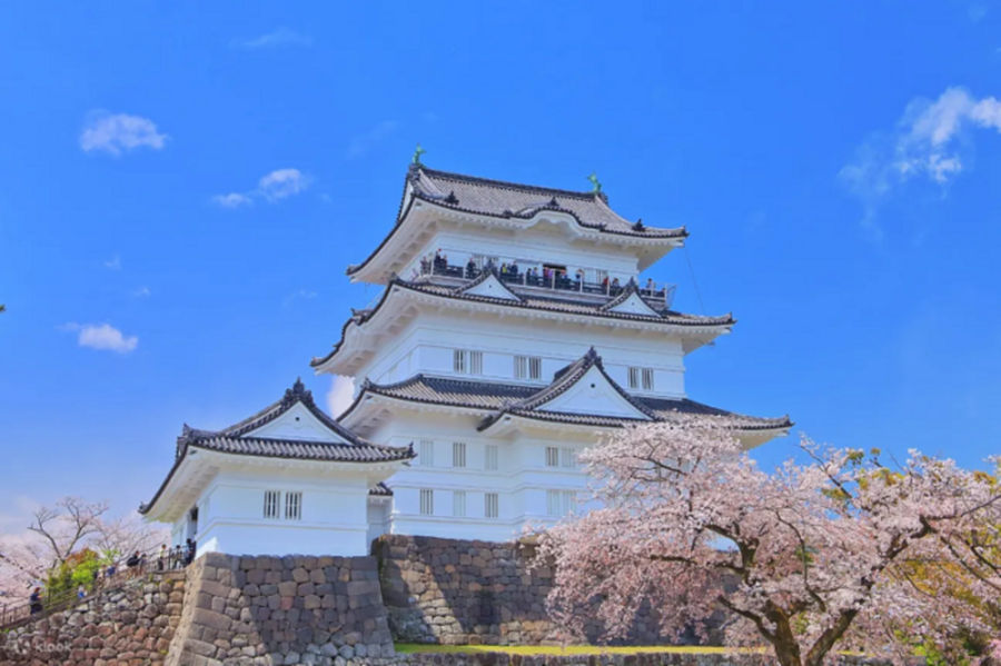 來到日本百大賞櫻名所之一「小田原城」，觀賞與300株櫻花共築的一絕美景