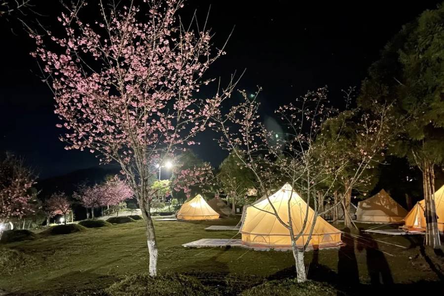 櫻花季露營期間，可同時將白天的粉嫩櫻花與星空下的浪漫夜櫻一網打盡