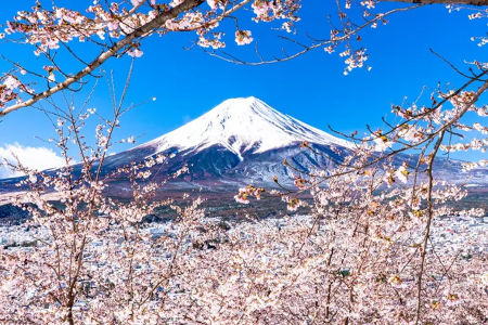 旅客可參加富士山賞櫻一日遊，捕捉與櫻花相映的壯麗富士山