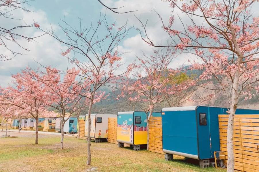 高雄的遠山望月溫泉風呂露營區，種植了近千棵被譽為泰國櫻花的「花旗木」
