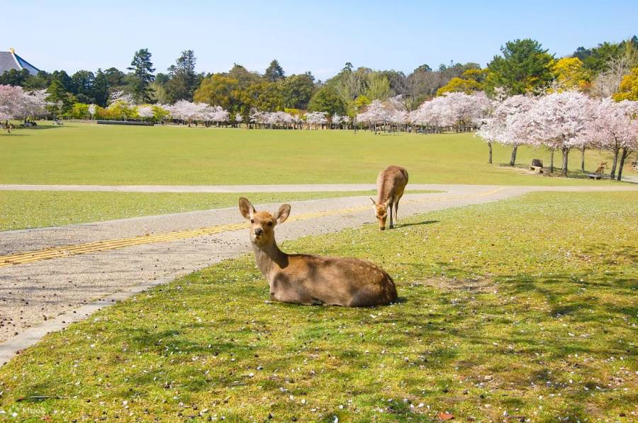 探索奈良公園，與可愛的「點頭鹿」互動