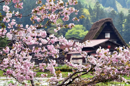 高山市與白川鄉也是人氣十足的賞櫻景點，可靜靜感受世界文化遺產合掌村與櫻花所勾劃出的細膩景色