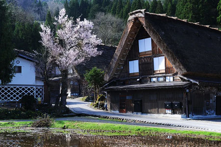 每年會舉辦知名的春之高山祭，祭典期間的傳統表演與遊行充滿濃厚的日本風情