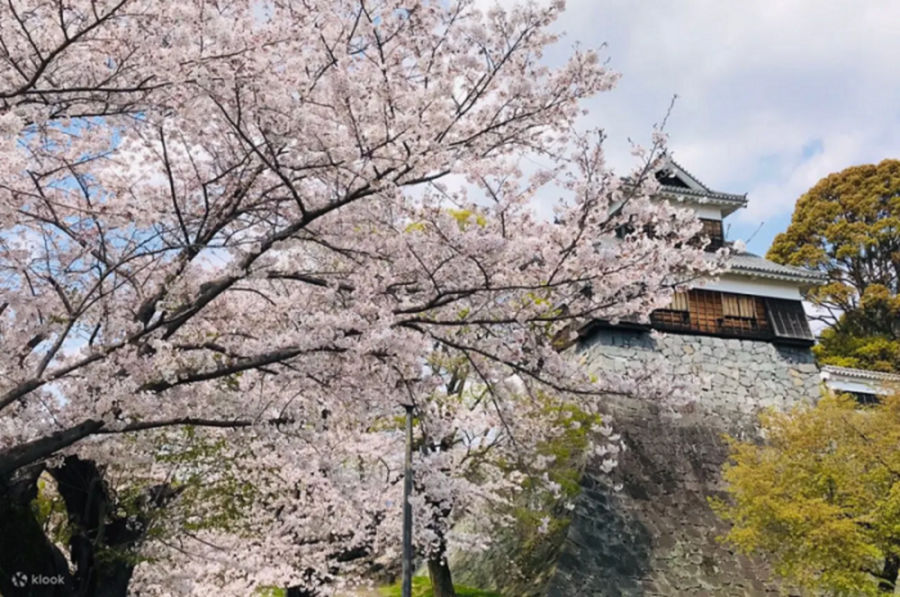 熊本城為日本三大名城之一，每到櫻花季可將主城周圍的垂櫻、精緻的造園設計映入眼簾