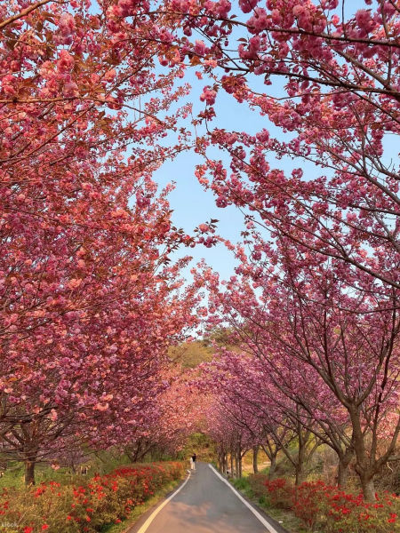 參加Klook首爾八重賞櫻之旅造訪多個賞櫻熱點，漫步於唯美的粉色櫻花地毯上