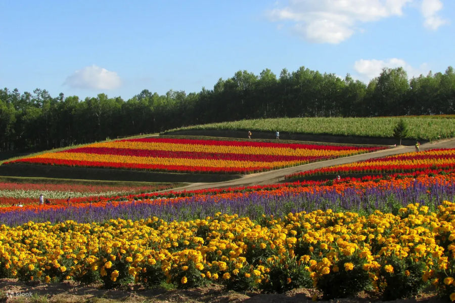 日本北海道以迷人風景聞名的富良野小鎮，擁有滿遍的薰衣草與彩虹花海