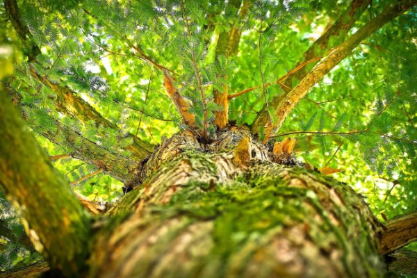 自然就樹美 樹的秘密生命 康斯坦丁影業 阿萊ARRI集團 高橋文哉也 約格阿道夫 楊哈夫特