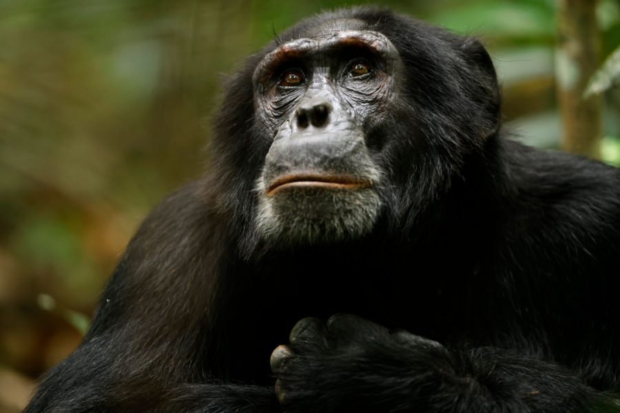 東非狒狒 黑猩猩帝國 詹姆斯里德 馬赫夏拉阿里 猩際戰⼠崛起