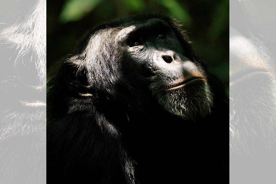 東非狒狒 黑猩猩帝國 詹姆斯里德 馬赫夏拉阿里 猩際戰⼠崛起