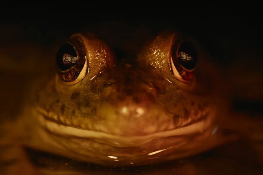 大自然恐怖故事  Netflix 新片 媒體採購 廣編稿 廣告合作 Nightmares of Nature 動物視角 北美森林 靈魂驚悚 Netflix影集
