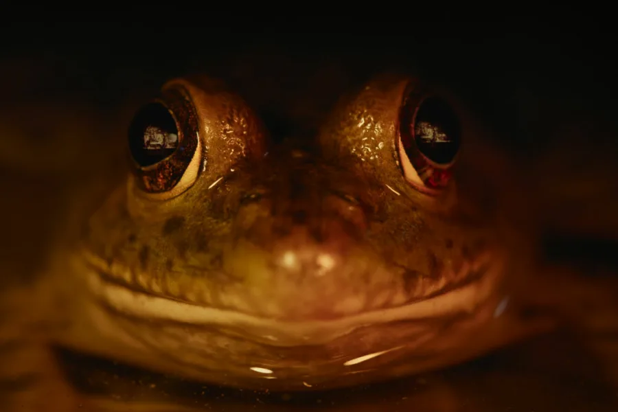 大自然恐怖故事  Netflix 新片 媒體採購 廣編稿 廣告合作 Nightmares of Nature 動物視角 北美森林 靈魂驚悚 Netflix影集