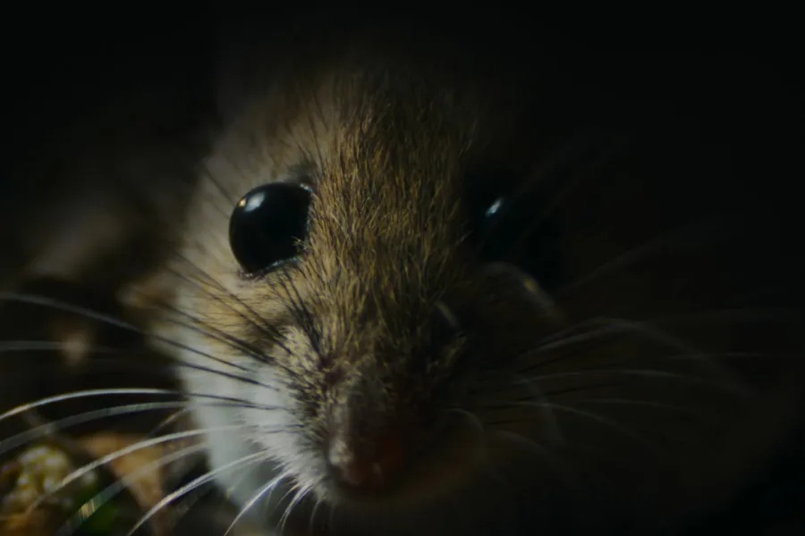 大自然恐怖故事  Netflix 新片 媒體採購 廣編稿 廣告合作 Nightmares of Nature 動物視角 北美森林 靈魂驚悚 Netflix影集