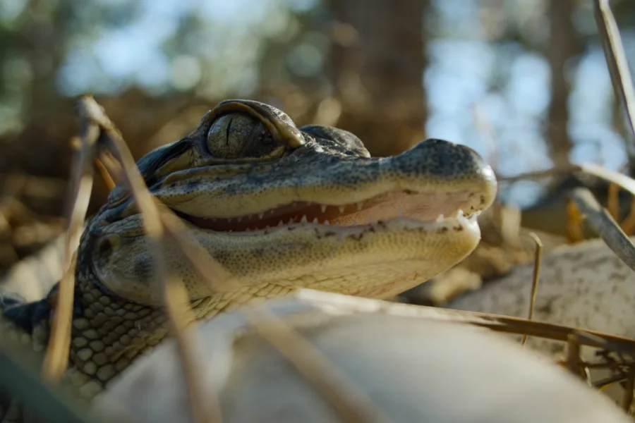 大自然恐怖故事  Netflix 新片 媒體採購 廣編稿 廣告合作 Nightmares of Nature 動物視角 北美森林 靈魂驚悚 Netflix影集