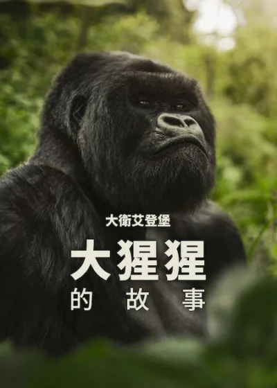 Netflix新片 電影 媒體採購 廣編稿 廣告合作 異業合作 互惠 大衛艾登堡 大猩猩的故事 A Gorilla Story: Told by David Attenborough  大衛艾登堡 David Attenborough  2026 紀錄片   詹姆斯里德 James Reed  艾雷斯泰法瑟吉爾 Alastair Fothergill  帕布洛大猩猩 盧安達 紀錄片