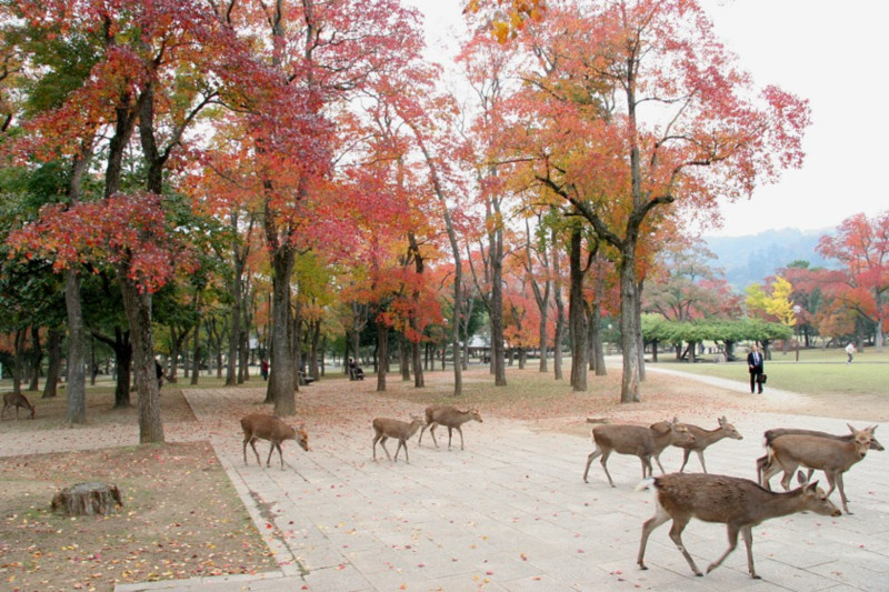 奈良公園的鹿