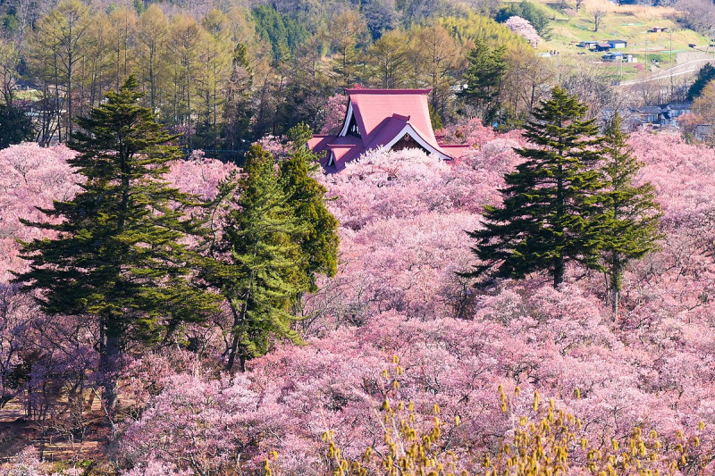 日本櫻花祭2023、日本櫻花季2023、日本櫻花預測、日本櫻花季、日本 櫻花