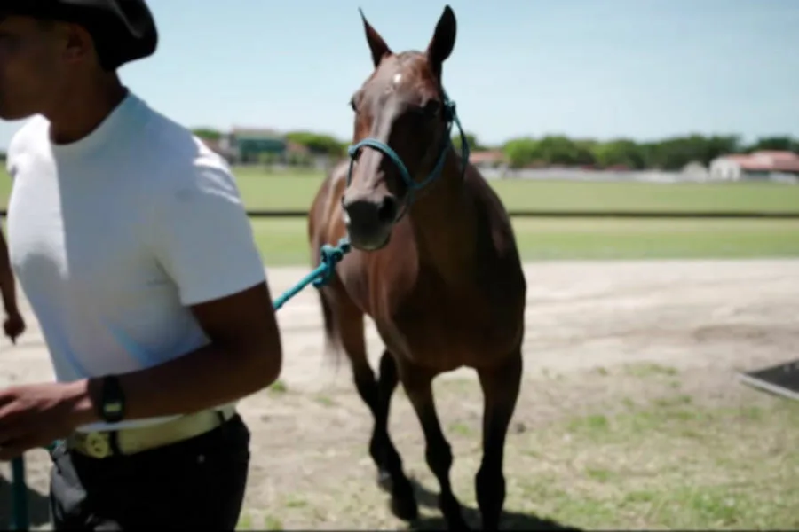 馬上求勝：專業馬球大揭密 Netflix新片 媒體採購 Polo